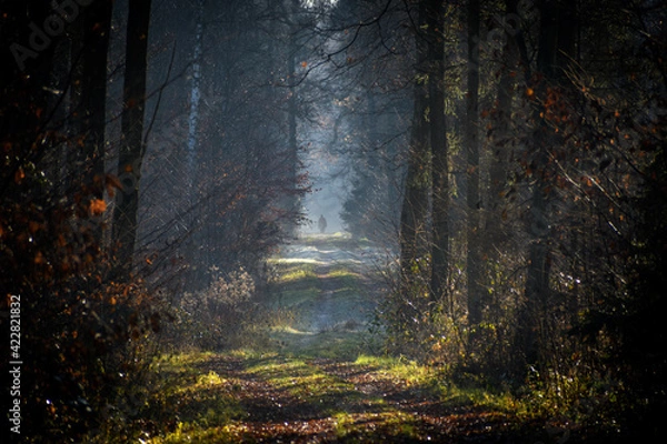 Fototapeta Lonely traveler lost in deep cold woods during the early spring. Bushcraft.