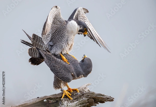 Fototapeta Peregrine Falcons Mating 