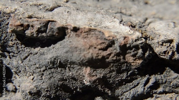 Fototapeta Close up view of broken tree bark rotate