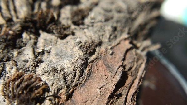 Fototapeta Close up view of broken tree bark rotate