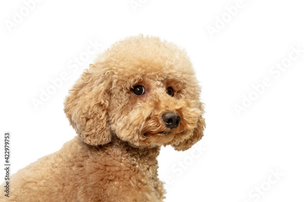 Fototapeta Cute puppy of Maltipoo dog posing isolated over white background