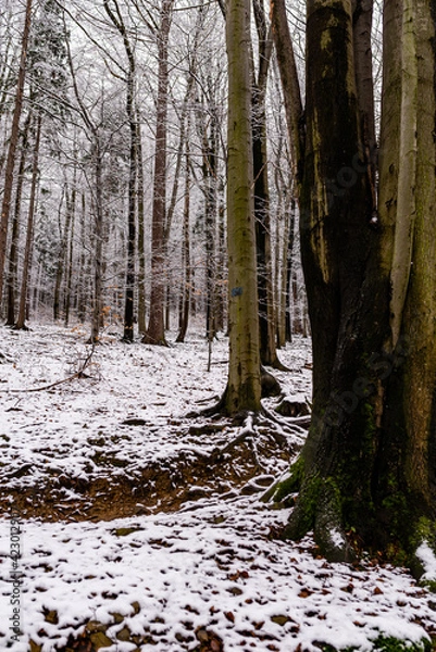 Obraz Beautiful snowy forest, wintertime walk in Polish mountains