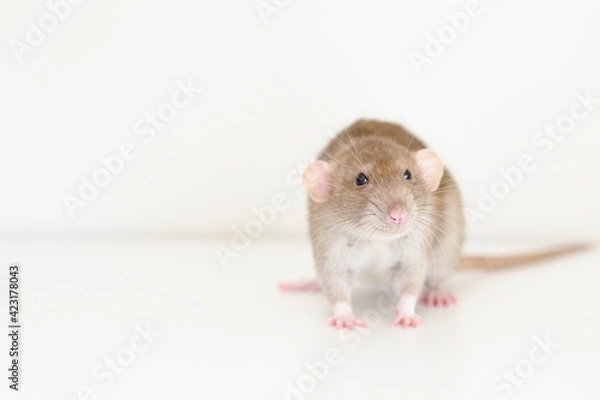 Fototapeta cute pet fluffy rat with brown beige fur on a white background