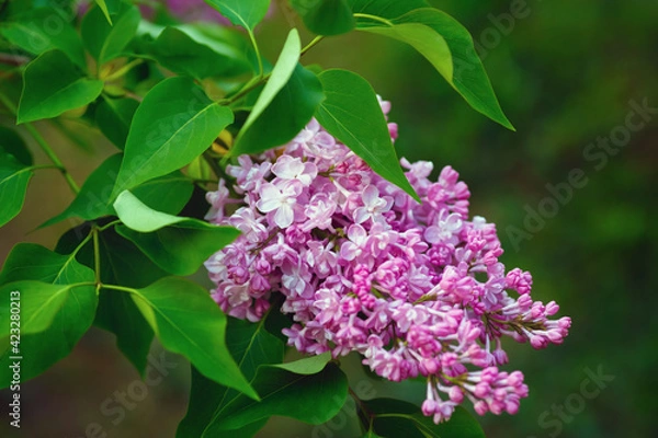 Fototapeta Branch of blossoming lilac