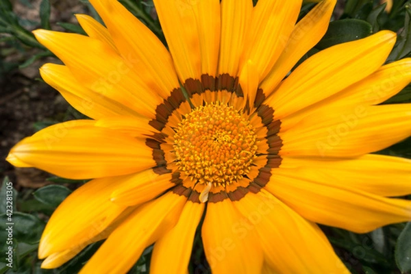 Fototapeta Yellow Gazania