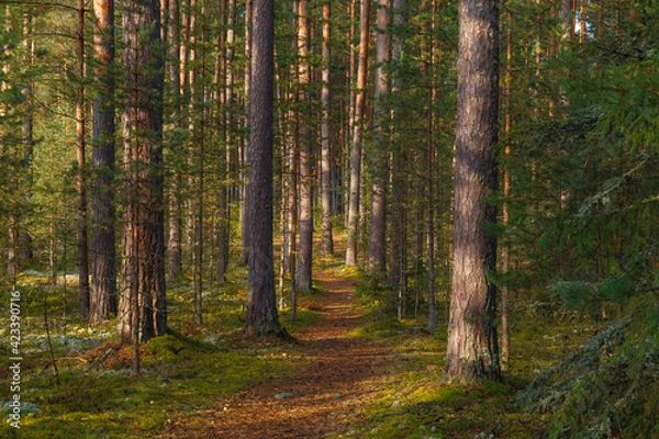 Obraz Path in beautiful pine forest lit by the sun. Estonia.