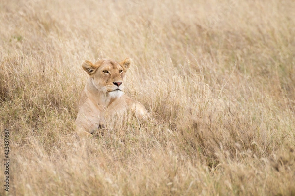 Fototapeta Lioness close up. Serengeti National Park, Tanzania, Africa