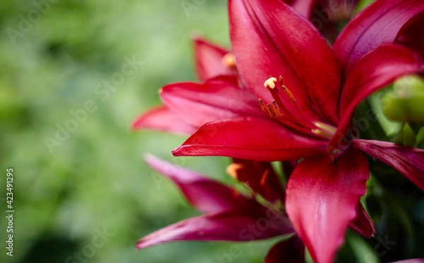 Fototapeta Beautiful spring or summer blooming Lily plant. Selective focus with shallow depth of field