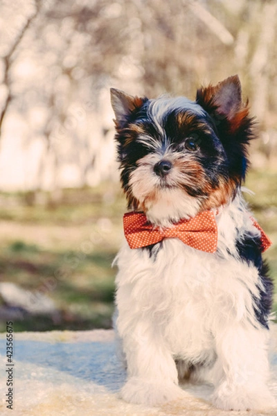 Fototapeta Happy dog,Little Cute Yorkshire terrier puppy with bowtie stand on the table in tree background. Yorkie teacup sit on the table,adorable dog, funny dog portrait in the garde