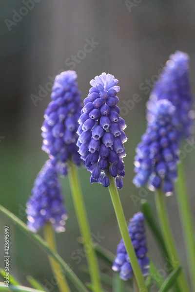 Fototapeta Close up view of a group of blue Muscari armeniacum flowers, backlit in a natural outdoor setting. Also known as Grape Hyacinth, with copy space above.