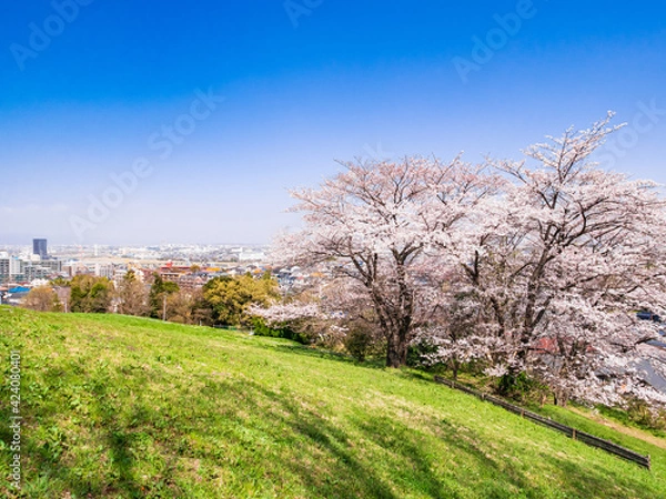 Fototapeta 桜が咲く丘と住宅街