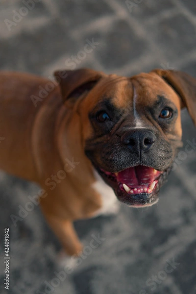 Fototapeta hermosa foto de perro raza boxer, sonrisas, feliz, animal