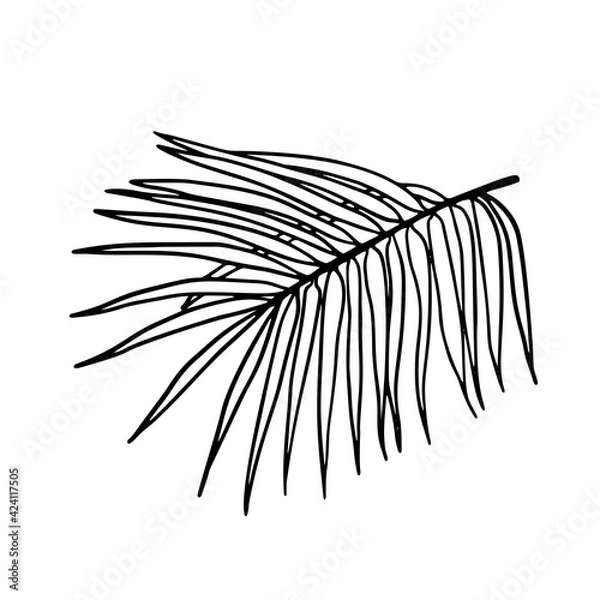 Fototapeta Vector palm leaves, jungle leaves isolated on white background. Palm Leaf Sketch.