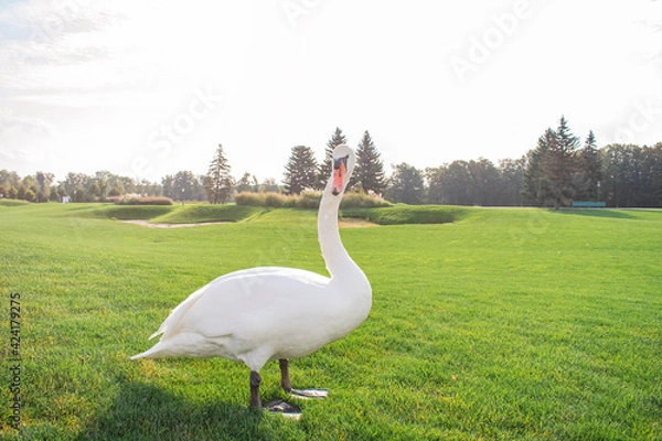 Fototapeta Wild swan walking on green grass