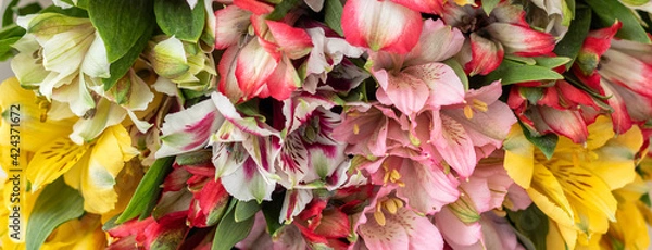 Fototapeta Banner with background from multi-colored flowers. multicolored alstroemeria, pink, yellow, magenta, white and red alstroemerias