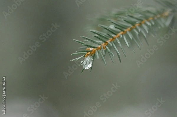 Fototapeta Closeup macro of ice on pine tree