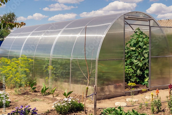 Fototapeta The small greenhouse with growing tomatoes and cucumbers in the garden on a sunny summer day and blue sky with clouds.