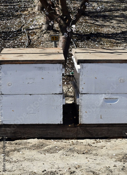 Fototapeta Close up shot of honey bee box on palot