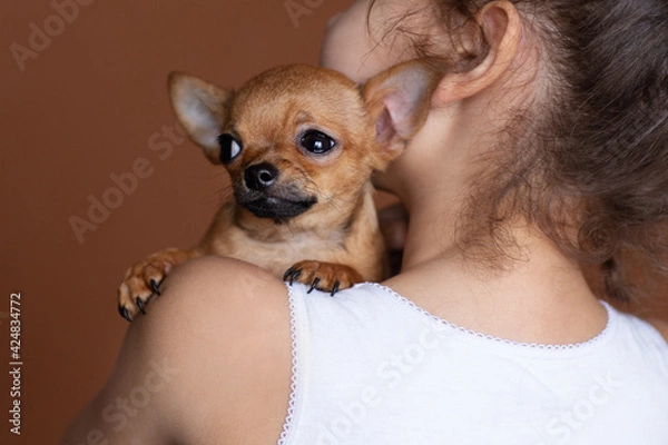 Fototapeta child with chihuahua