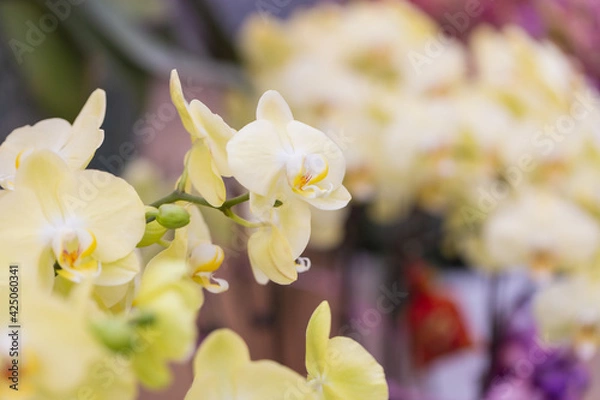 Obraz Colored Phalaenopsis and green leaves，Phalaenopsis aphrodite Rchb. F.