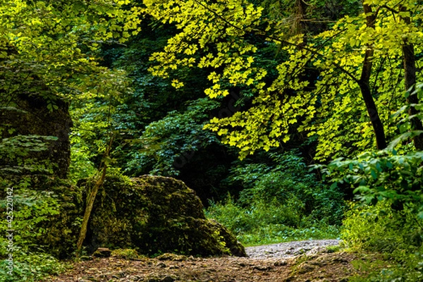 Fototapeta Summer forest thicket landscape in Jurassic limestone mountain massif in Pradnik creek valley of Cracow-Czestochowa upland in Ojcow in Lesser Poland