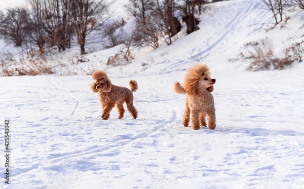 Fototapeta Cute small golden dogs playing in snow outdoors. Family dog lifestyle.