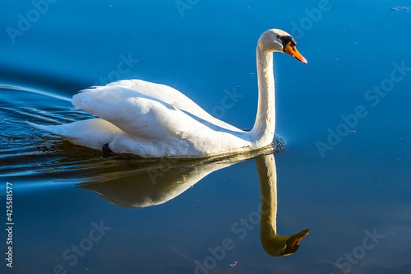 Fototapeta White swan swimming on lake symmetrically reflected in blue water