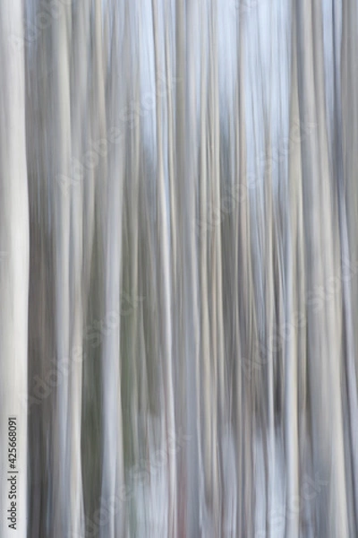 Fototapeta Intentional Camera Movement - Aspen Stems