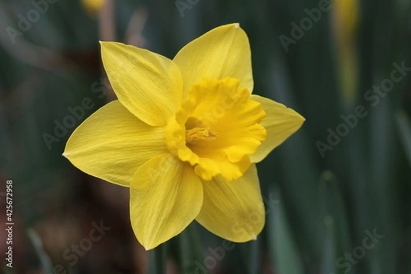 Fototapeta Yellow Daffodil Flower in the Garden