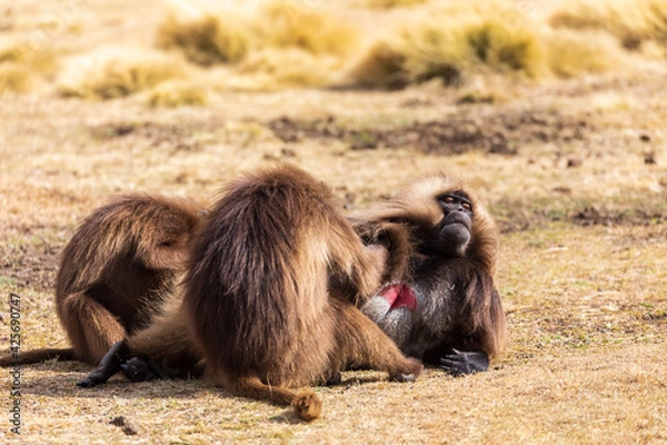 Fototapeta alpha male with two females of endemic animal Gelada monkey. Theropithecus gelada, Simien Mountains, Africa Ethiopia wildlife