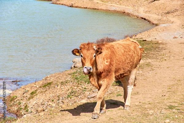 Fototapeta Cow wiping her nose on a dirt road at the water's edge in the river