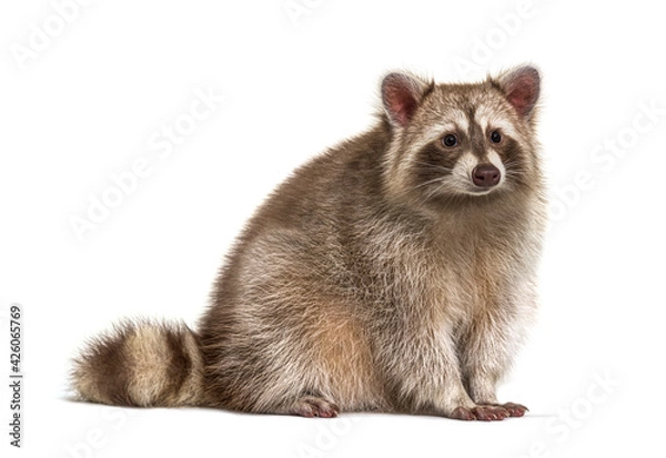 Fototapeta Red Raccoon looking away isolated on white