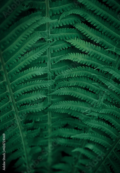 Fototapeta Natural leaves of fern pattern background for design .