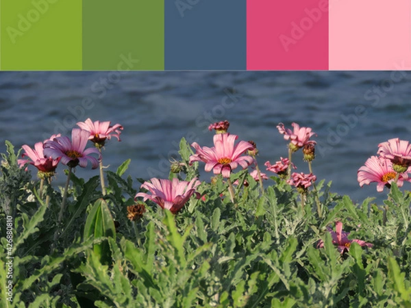 Fototapeta Beautiful pink flowers Arktotis on the background of the Mediterranean sea in winter in Haifa in Israel close-up. The color palette of tones used in this photo. 