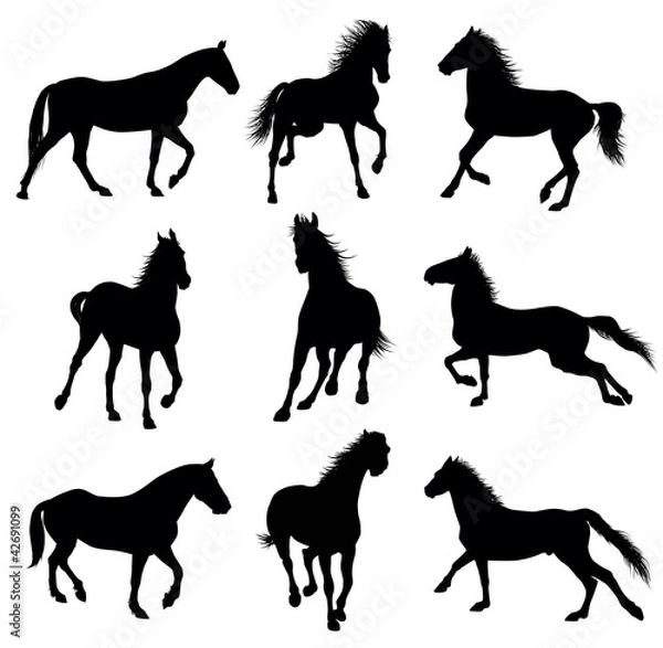 Fototapeta Horse detailed silhouettes set