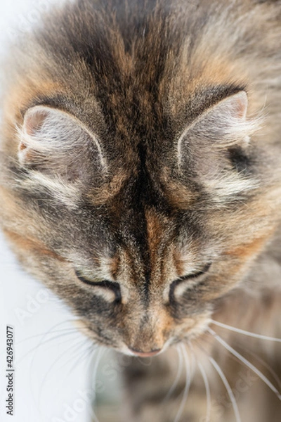 Fototapeta A large orange, black, and tan coloured domestic cat. The verticle pupils are long black slits with orange around. The feline has a tiger looking face with two pointy ears and an attentive look. 