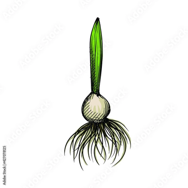 Fototapeta Colorful watercolor Hand drawn sketch of tulip bulb in on a white background. Tulips. Flowers and plants	
