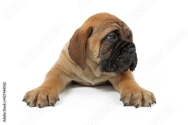 Fototapeta puppy bullmastiff isolated on white 