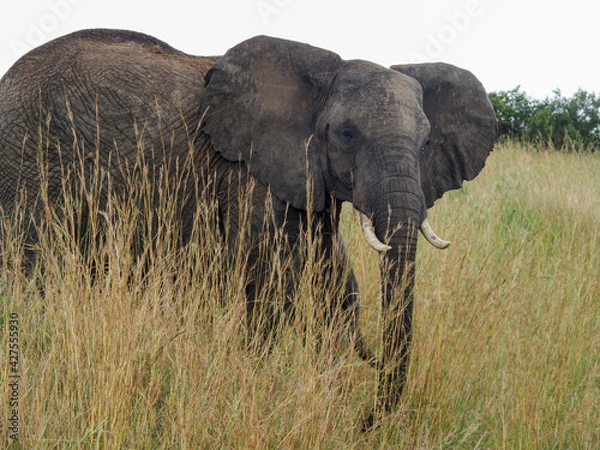 Fototapeta Masaai Mara, Kenya, Africa - February 26, 2020: African elephants in tall grass on Safari, Masaai Mara Game Reserve