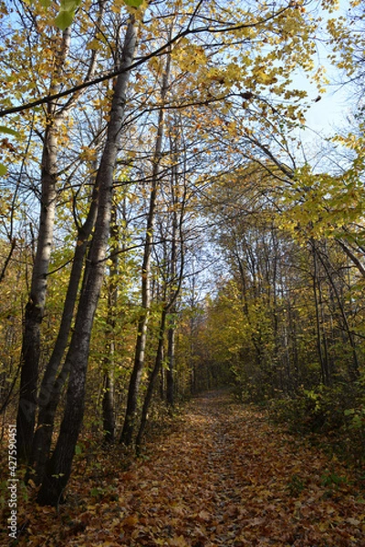 Fototapeta Path covered by fallen leaves through autumn forest