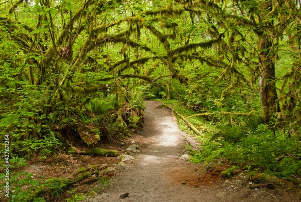 Fototapeta footpath in the forest