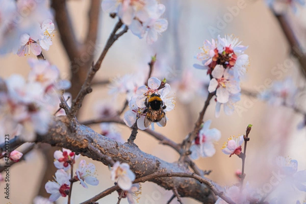 Fototapeta flowering tree in spring in the garden