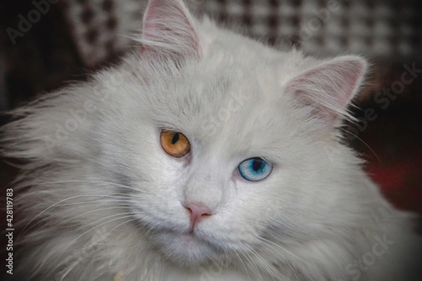 Fototapeta White cat with blue and orange eyes close up