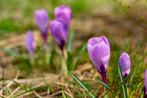 Fototapeta Purple spring flower sprouts through the grass