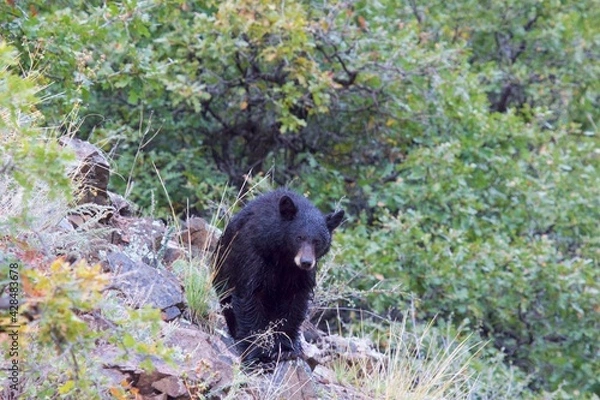 Fototapeta Black bear on a rainy day