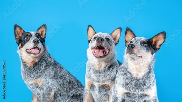 Fototapeta Three cute puppies of blue heeler or australian cattle dog sitting on blue background