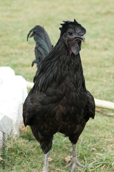 Fototapeta full body of Indian Kadaknath black chicken rooster