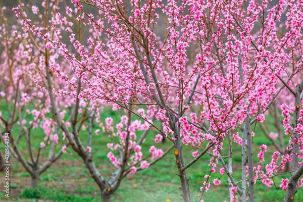 Fototapeta Springtime landscape with peach tree orchards in the countryside