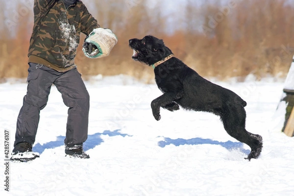 Fototapeta Black Giant Schnauzer dog with cropped ears and a docked tail attacking the decoy helper to bite a special soft sleeve during the protection training time outdoors in winter