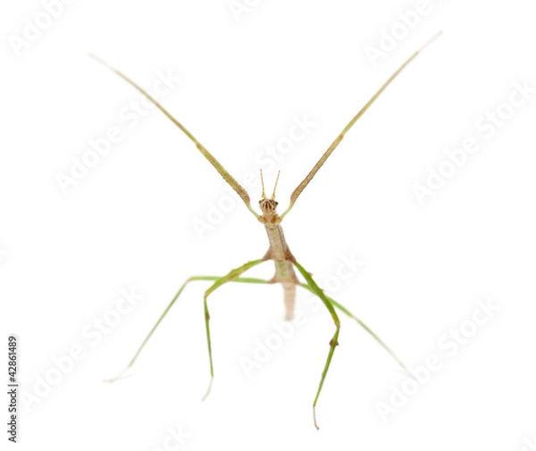 Fototapeta Indian Stick Insect, Carausius morosus